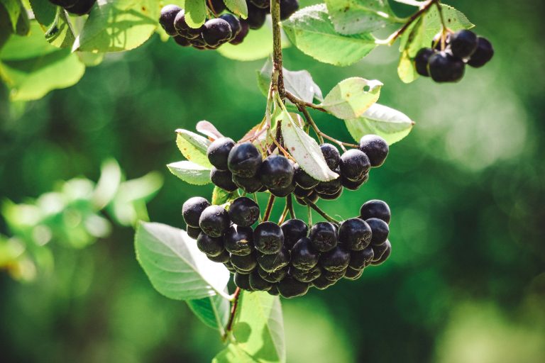 Die Aronia Beere